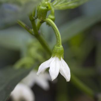 Flower of the cayenne chilli pepper